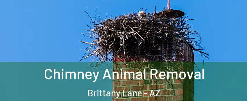 Chimney Animal Removal Brittany Lane - AZ