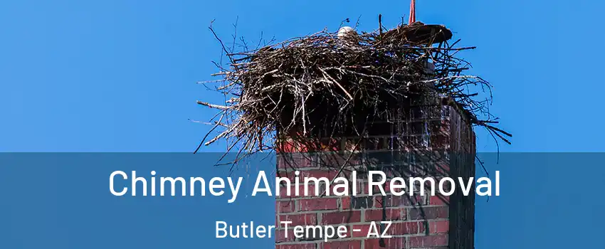 Chimney Animal Removal Butler Tempe - AZ