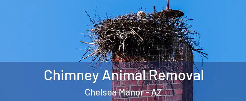 Chimney Animal Removal Chelsea Manor - AZ