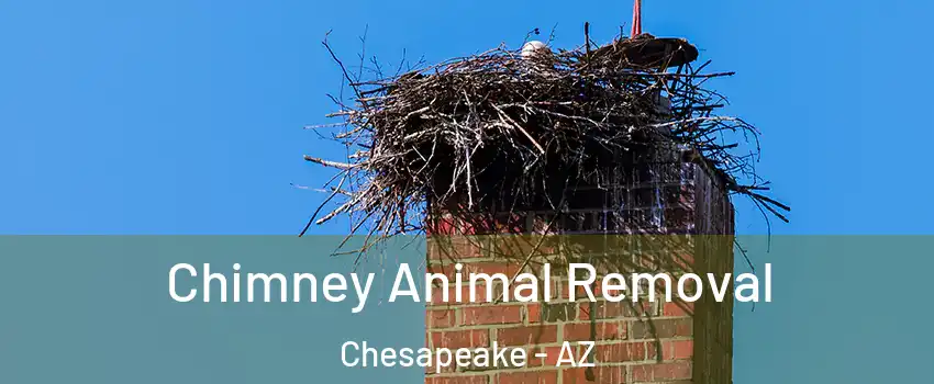 Chimney Animal Removal Chesapeake - AZ