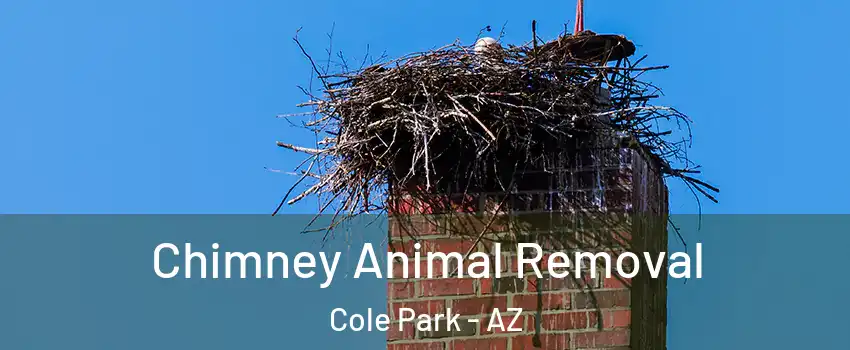 Chimney Animal Removal Cole Park - AZ