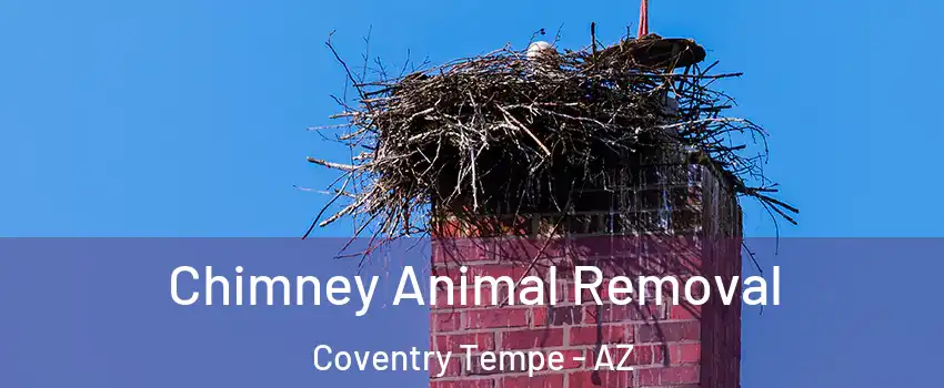 Chimney Animal Removal Coventry Tempe - AZ