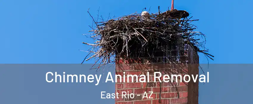 Chimney Animal Removal East Rio - AZ
