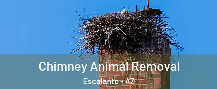 Chimney Animal Removal Escalante - AZ