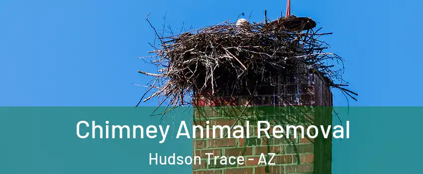 Chimney Animal Removal Hudson Trace - AZ