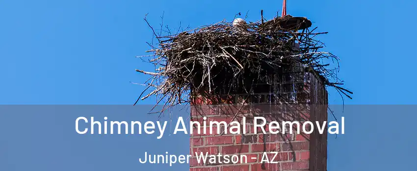 Chimney Animal Removal Juniper Watson - AZ