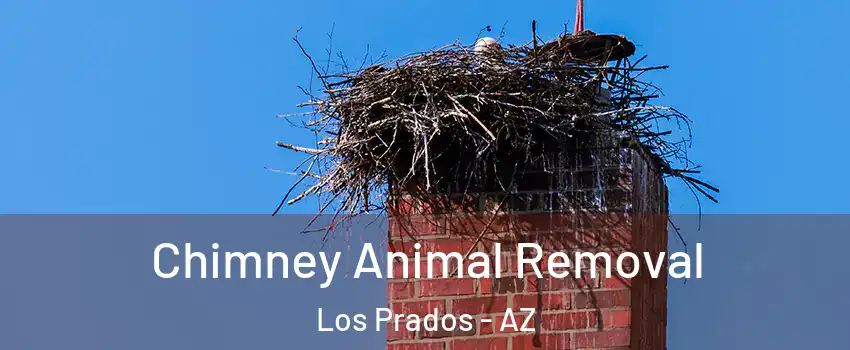 Chimney Animal Removal Los Prados - AZ