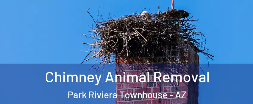 Chimney Animal Removal Park Riviera Townhouse - AZ