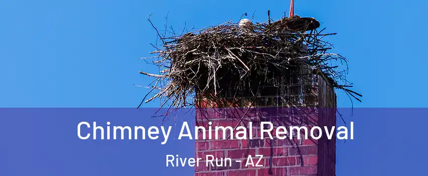 Chimney Animal Removal River Run - AZ