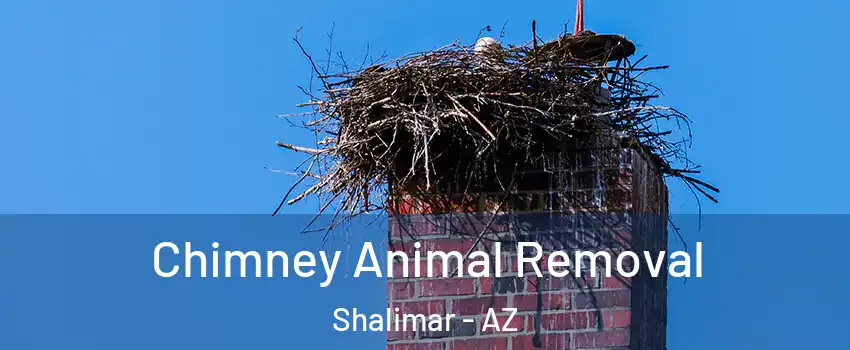 Chimney Animal Removal Shalimar - AZ