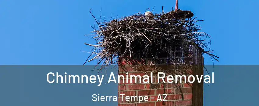 Chimney Animal Removal Sierra Tempe - AZ