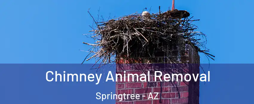 Chimney Animal Removal Springtree - AZ