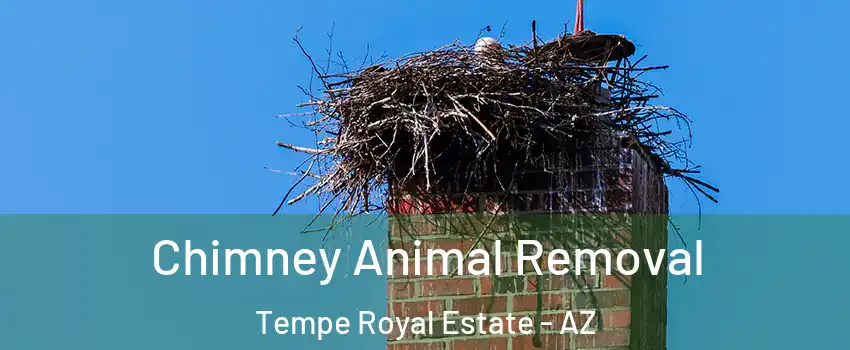 Chimney Animal Removal Tempe Royal Estate - AZ