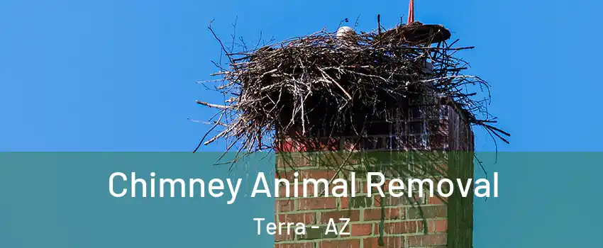 Chimney Animal Removal Terra - AZ