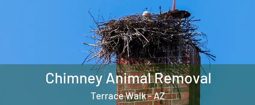 Chimney Animal Removal Terrace Walk - AZ