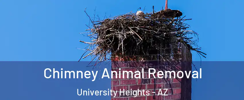 Chimney Animal Removal University Heights - AZ
