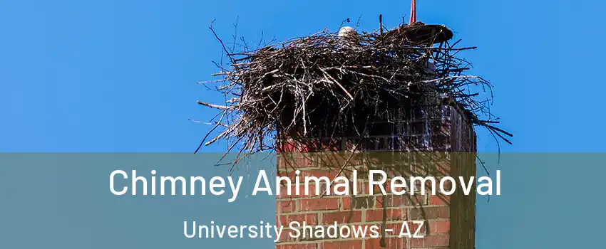 Chimney Animal Removal University Shadows - AZ
