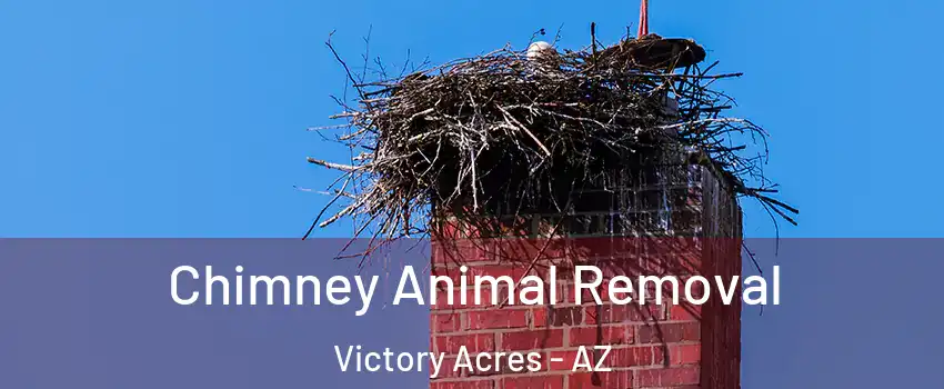 Chimney Animal Removal Victory Acres - AZ