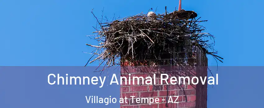 Chimney Animal Removal Villagio at Tempe - AZ